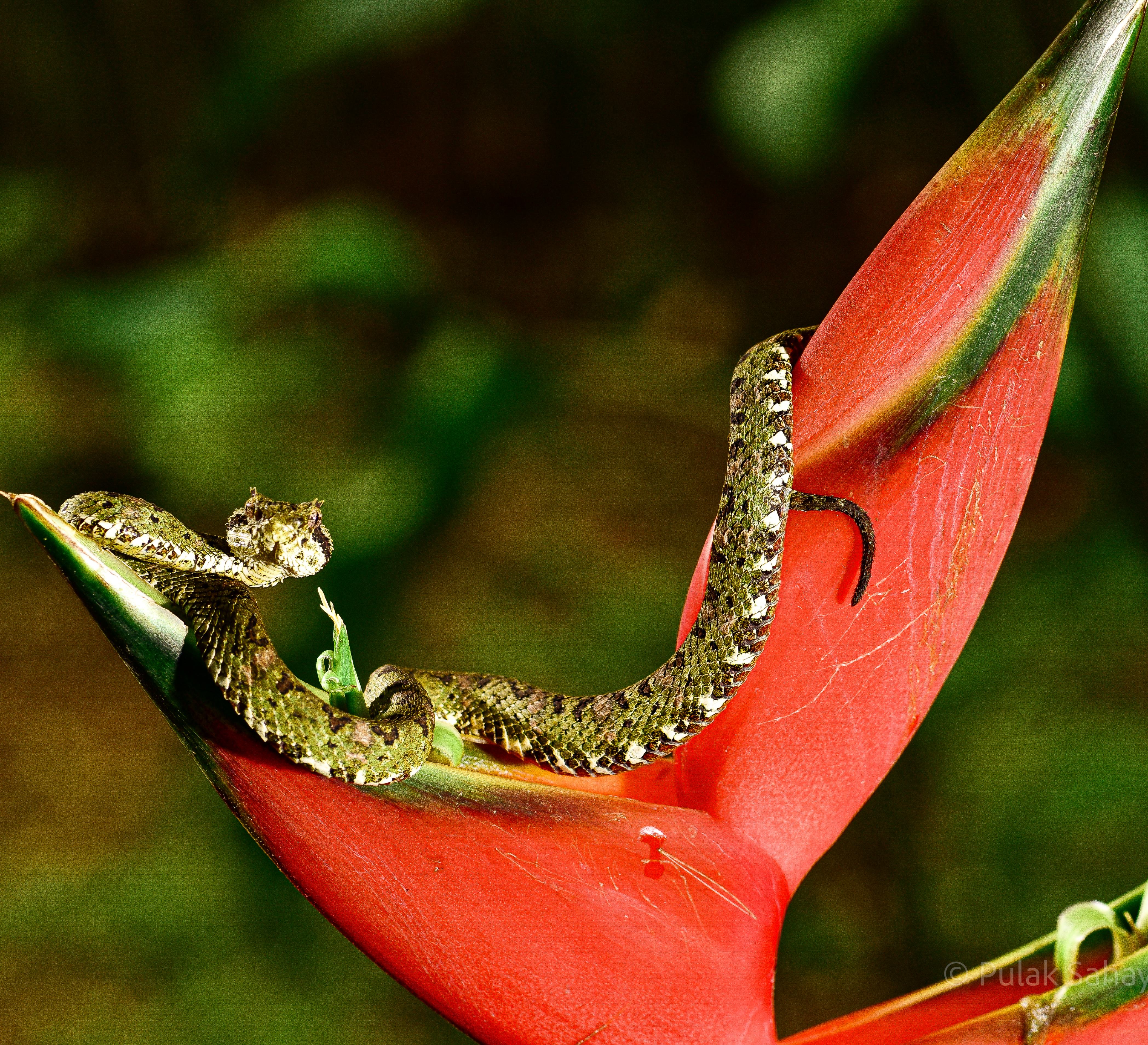 Viper on flower